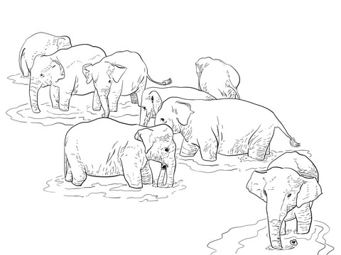 Shri Lanka Elephants Coloring Page